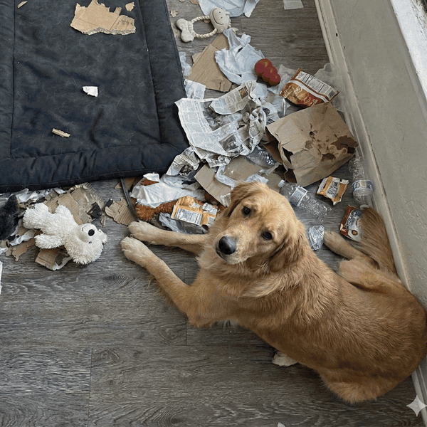 NoLick™ Relief Drops